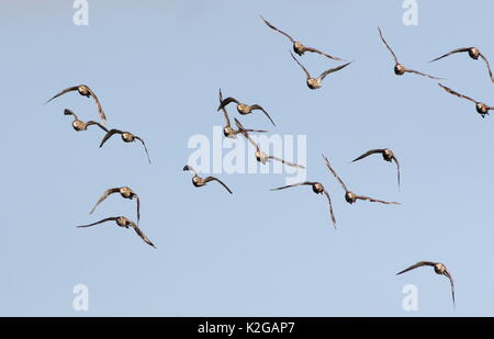 Kleine Herde von Europäische goldene Regenpfeifer (Pluvialis apricaria) im Flug. Stockfoto