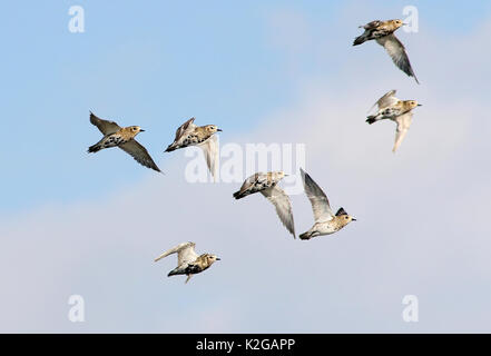 Kleine Herde von Europäische goldene Regenpfeifer (Pluvialis apricaria) im Flug. Stockfoto