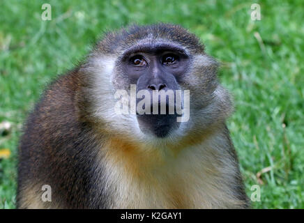 Zentralafrikanische Golden bauchige mangabey (Cercocebus chrysogaster), Nahaufnahme des Kopfes. Heimisch in den Regenwäldern des Kongo Stockfoto