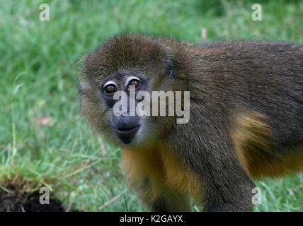 Afrikanische Golden bauchige mangabey (Cercocebus chrysogaster) mit offenen und geschlossenen Augen, weiße Augenlider. (Zwei Bilder zu ergänzen) Stockfoto