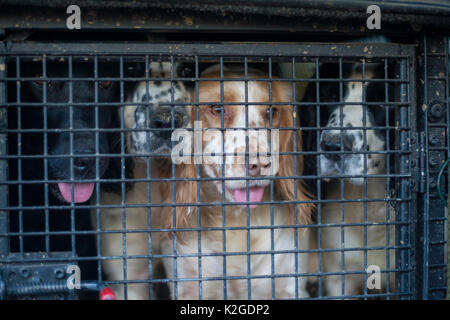 Gundogs warten aus Ihrer Kiste in der Rückseite der Wildhüter Lkw während einer Winter schießen auf das Fotografieren zu lassen, Südengland, Großbritannien. Januar. Stockfoto