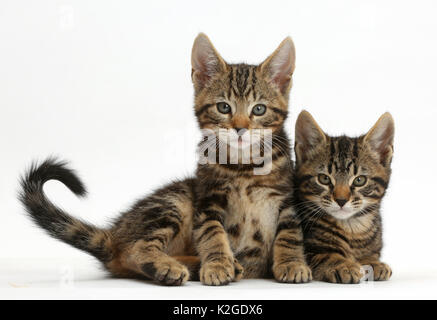 Zwei tabby Kätzchen, Wisch- und Picasso, Alter 9 Wochen. Stockfoto