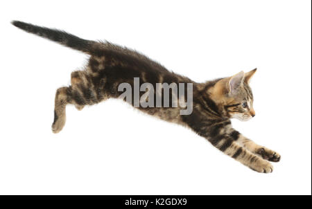 Tabby kitten, Picasso, 10 Wochen, springen. Stockfoto