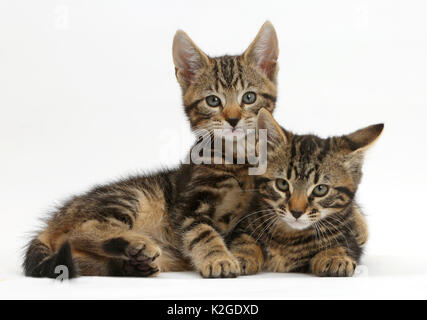 Zwei tabby Kätzchen, Wisch- und Picasso, Alter 9 Wochen. Stockfoto