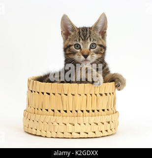 Tabby kitten, Picasso, im Alter von 10 Wochen, im Weidenkorb. Stockfoto