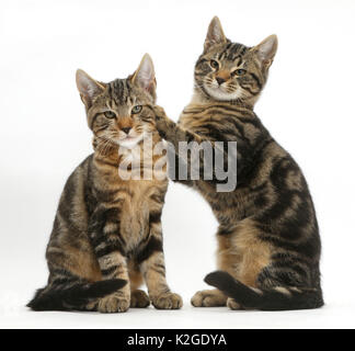 Tabby-katzen, Picasso und Verschmieren, Alter 3 Monate zusammen. Wisch mit seinen Pfoten auf Picasso. Stockfoto