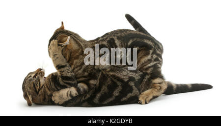 Tabby-katzen Picasso und Verschmieren, Alter 4 Monate, spielen - kämpfen. Stockfoto