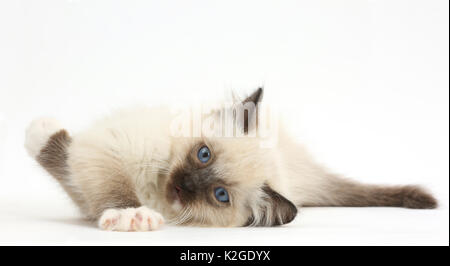 Ragdoll Kätzchen, 10 Wochen, liegen auf ihrer Seite. Stockfoto