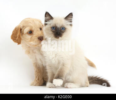 Ragdoll Kitten und Cockapoo (Cavalier King Charles Spaniel kreuz Pudel) Welpen. Stockfoto