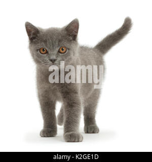 Blaue Britisch Kurzhaar Kätzchen stehend. Stockfoto