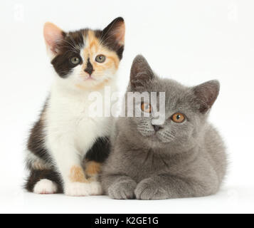 Schildpatt Kätzchen und Blaue Britisch Kurzhaar Kätzchen. Stockfoto