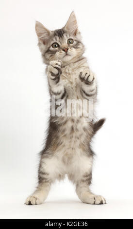 Silber Tabby kitten, Loki, 11 Wochen, die stehen auf seine Hinterbeine. Stockfoto