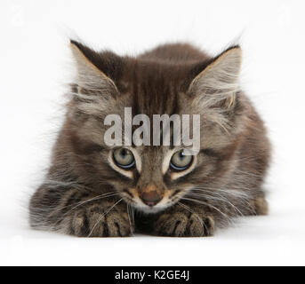 Tabby kitten, Squidge, Alter 10 Wochen. Stockfoto