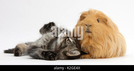 Tabby kitten, Squidge, 10 Wochen, mit Ingwer Meerschweinchen. Stockfoto