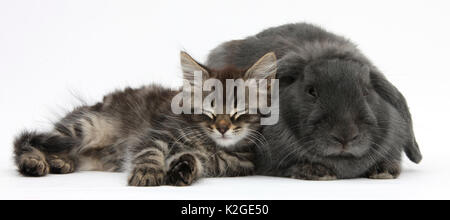 Tabby kitten, Squidge, 10 Wochen, Schlafen mit blau-grauen Lop Kaninchen. Stockfoto