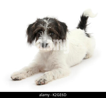 Schwarz-weiß-Jack-a-poo, Jack Russell kreuz Pudel Welpen, Alter 4 Monate, sitzen. Stockfoto