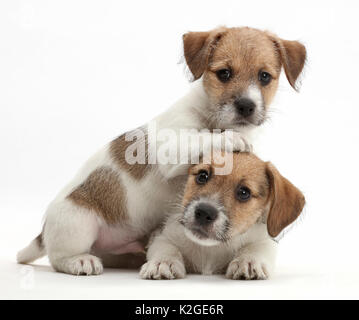 Jack Russell x Bichon Welpen. Stockfoto