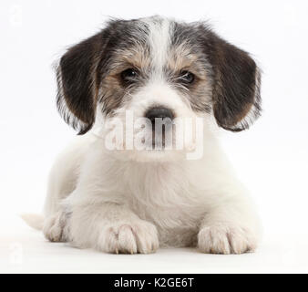 Jack Russell x Bichon Welpen. Stockfoto