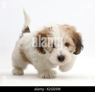 Jack Russell x Bichon Welpen zu Fuß Stockfoto