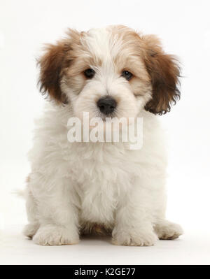 Jack Russell x Bichon Welpen sitzen. Stockfoto