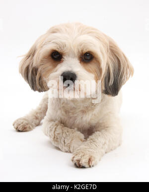 Cavachon, Cavalier King Charles Spaniel kreuz Bichon Frise Stockfoto