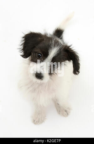 Schwarz und Weiß Jack-a-poo Hund Jack Russell kreuz Pudel Welpe, 8 Wochen alt, sitzen. Stockfoto