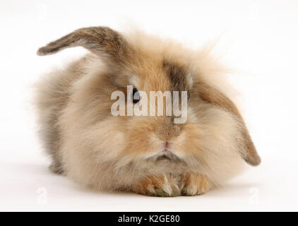 Junge flauschig braun Kaninchen. Stockfoto