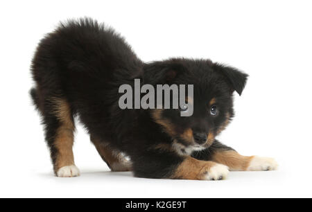 Miniatur amerikanischen Schäferhund Welpe, 7 Wochen alt, im Spiel - Bug Haltung. Stockfoto
