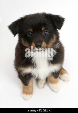 Miniatur American shepherd Welpen, Alter 7 Wochen, sitzen. Stockfoto