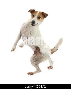 Jack Russell Terrier, Milo, Alter 5 Jahre, hoch in die Luft springen. Stockfoto