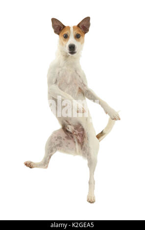 Jack Russell Terrier, Milo, Alter 5 Jahre, hoch in die Luft springen. Stockfoto