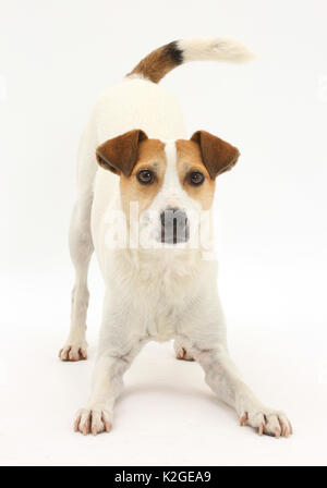 Jack Russell Terrier, Milo, Alter 5 Jahre, im Spiel - Bug Haltung. Stockfoto