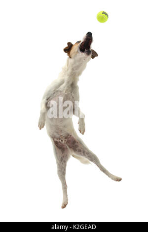 Jack Russell Terrier, Milo, Alter 5 Jahre, Springen, einen Ball zu fangen. Stockfoto