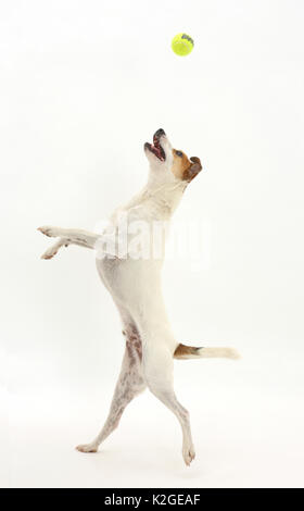 Jack Russell Terrier, Milo, Alter 5 Jahre, Springen, einen Ball zu fangen. Stockfoto