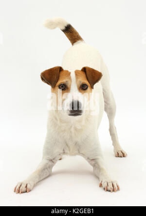 Jack Russell Terrier, Milo, Alter 5 Jahre, im Spiel - Bug Haltung. Stockfoto