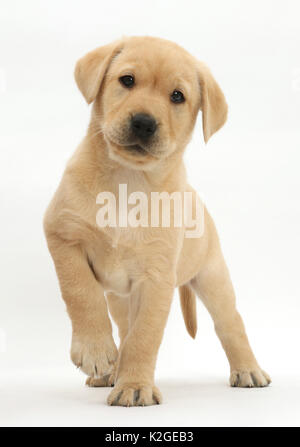 Gelben Labrador Retriever Welpen, Alter 8 Wochen, stehend mit erhobenen Pfote. Stockfoto
