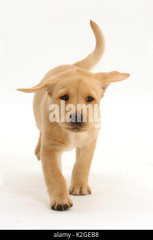 Gelben Labrador Retriever Welpen, Alter 8 Wochen, Wandern. Stockfoto