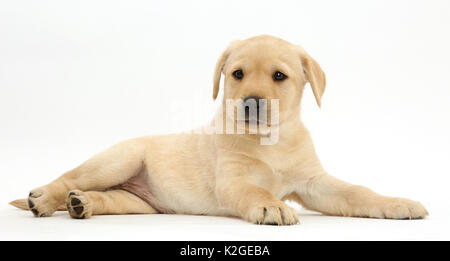 Gelben Labrador Retriever Welpen, Alter 8 Wochen, mit dem Kopf nach oben liegen. Stockfoto