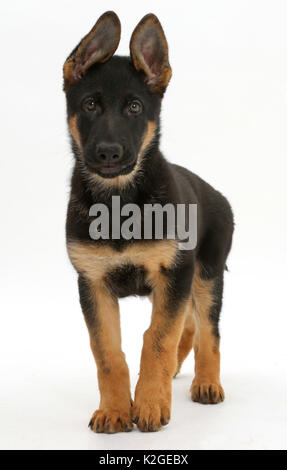 Deutscher Schäferhund Welpen, Alter 8 Wochen stehen. Stockfoto