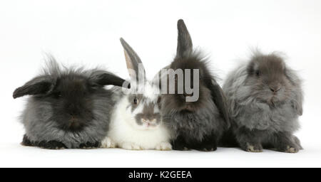 Vier flauschige Lionhead x Lop bunnys in einer Reihe. Stockfoto