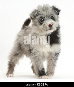 ChiPoo Welpen, Chihuahua kreuz Pudel, Roxy, Alter 12 Wochen und stand auf. Stockfoto