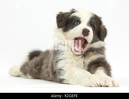 Border Collie Welpen spielerisch liegend ausgestreckt. Stockfoto