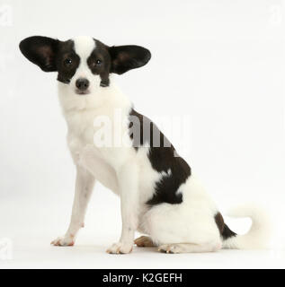 Papillon x Jack Russell Terrier Hund, Alter 20 Monate, sitzen mit Ohren zu Seite. Stockfoto