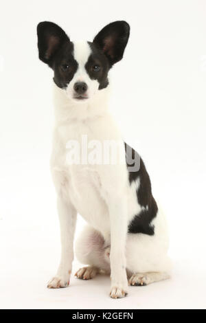 Papillon x Jack Russell Terrier Dog Sitting, Alter 20 Monate. Stockfoto