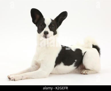 Papillon x Jack Russell Terrier Hund, Alter 20 Monate. Stockfoto