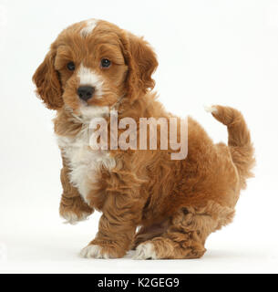 Cockapoo, Cocker Spaniel kreuz Pudel Welpe mit Paw angehoben. Stockfoto