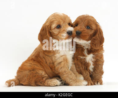 Zwei Cockapoo Welpen, Cocker Spaniel kreuz Pudel. Stockfoto