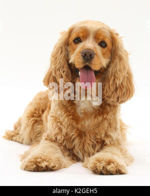 Golden Cocker Spaniel hund, Henry, Alter 3 Jahre. Stockfoto