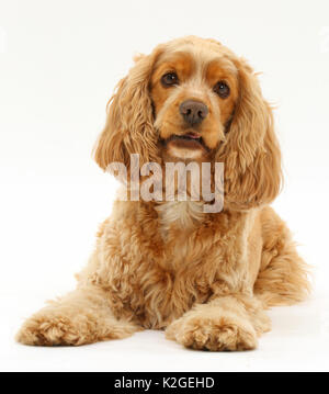 Golden Cocker Spaniel hund, Henry, Alter 3 Jahre. Stockfoto