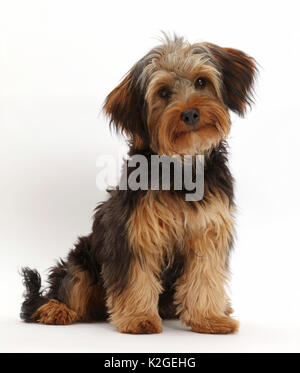 Yorkipoo Hund, Yorkshire Terrier Kreuz Pudel, Oscar, im Alter von 6 Monaten. Stockfoto